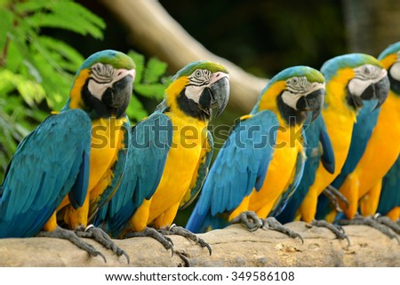 Group of Parrot Yellow and blue feather