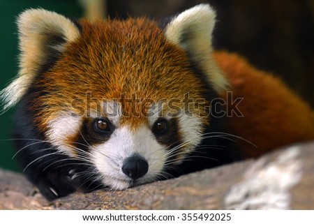 Red panda head cute face met in Japan and China