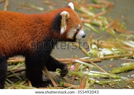Cute Red panda bear eating bamboo Chengdu, China