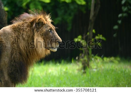 Male lion head with beauty hair in forest