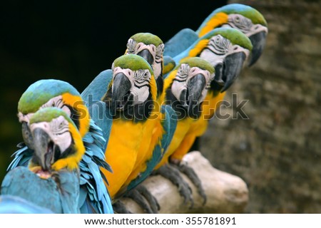Group of Parrot Yellow and blue feather in row