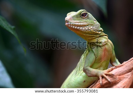 Green skin lizard looking (Chinese water dragon)