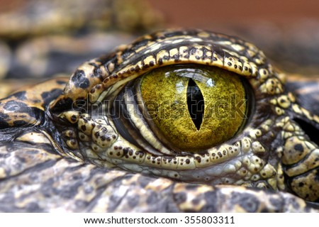 Alligator or crocodile eye close up