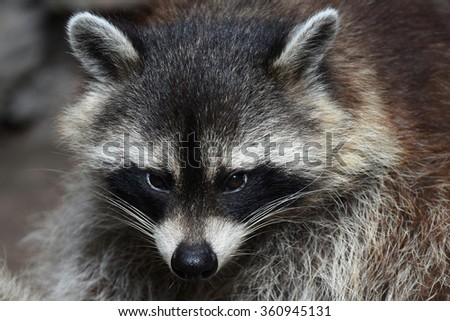 Cute Raccoon face action animals