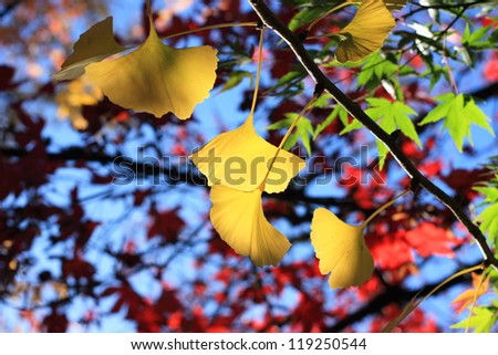 ginkgo leaves