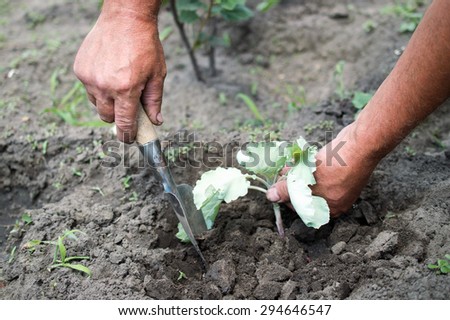 farmer planting cabbage seedling in the ground
