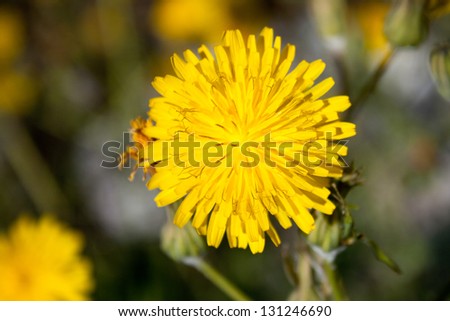 WILD YELLOW FLOWER IN THE MIDDLE OF SPAIN FIELD abundance of blooming wild flowers on the meadow at spring time