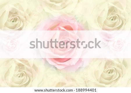 Soft blurred  Roses on  beautiful green roses  background.