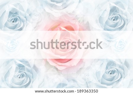 Soft blurred Pink Rose on  beautiful Blue roses  background.