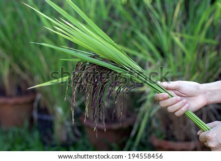 Harvest rice in rice farm.