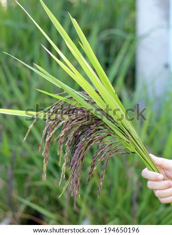 Harvest rice in rice farm.