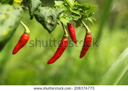 red chili pepper on the plant.