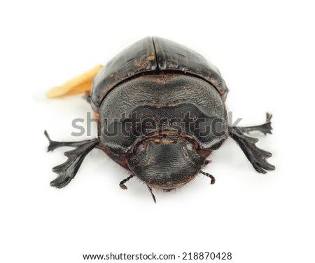 earth-boring dung beetle species Geotrupes stercorarius isolated on white background