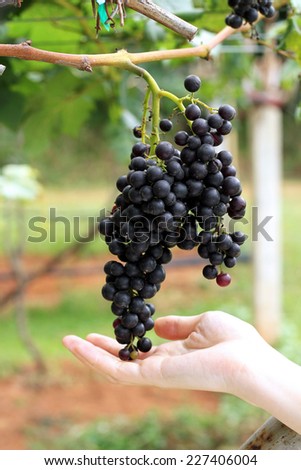 Hand Holding Fresh Red Bunch of Grapes In The Vineyard