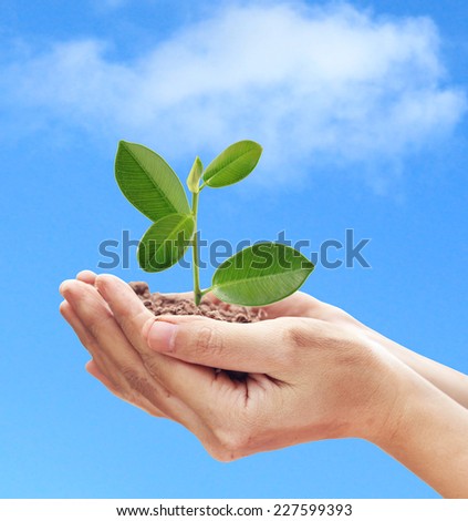 Dirty hands holding and caring a young green plant. Concept about growing a tree - love nature -  save the world.