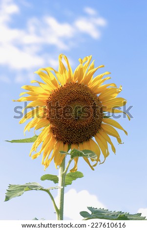Close-up of sun flower against a blue sky.