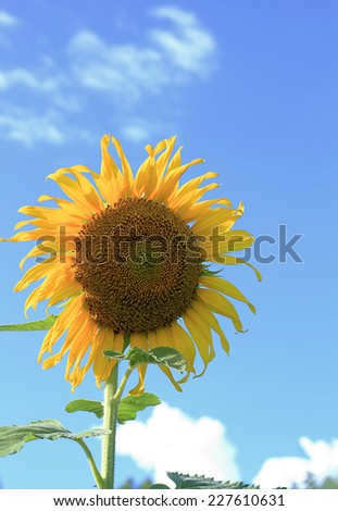 Close-up of sun flower against a blue sky.