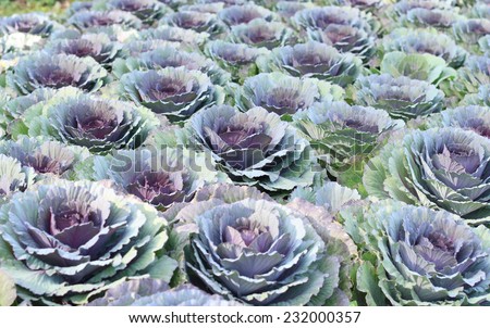 Background of purple decorative ornamental cabbage roses.