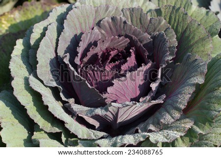Background of  purple decorative ornamental cabbage roses.