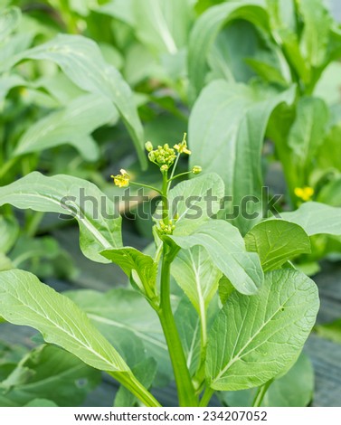 Green vegetable in garden, Choy sum, a kind of chinese vegetable.