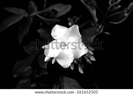 Black And White cape jasmine flower in garden.
