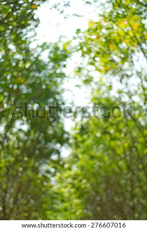 Natural green blurred background. Defocused green blurred background.