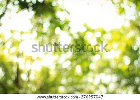 Natural green blurred background. Defocused green blurred background.