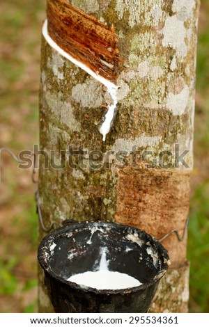 Tapping sap from the rubber tree.
