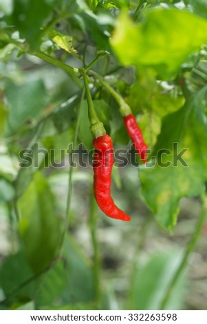 red chili pepper on the plant.