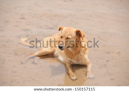 A Labrador cooling off in the Red Sea at Sharm El Sheikh in Egypt. It was around 40 degree\'s centigrade.