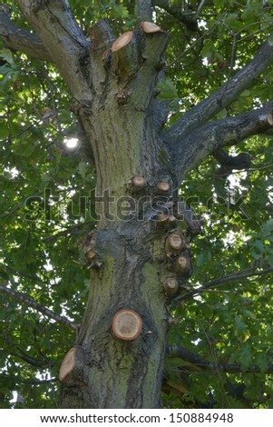 An oak tree after tree surgery by a tree surgeon.