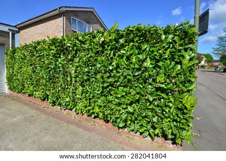 A trimmed garden hedge in England in the summer of 2015