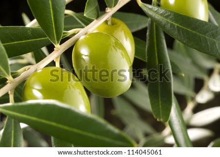 olives in olive tree branch
