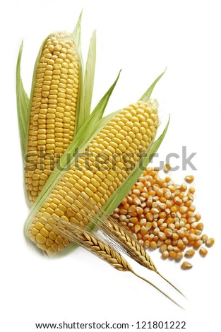 corn and wheat ears with corn grain isolated