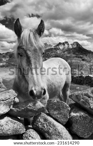 horse in the country with mountains,black and white picture