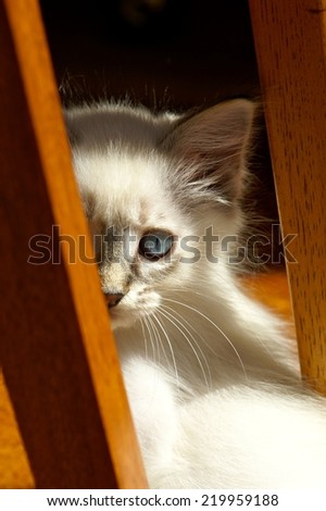 Siamese kitten playing peek-a-boo