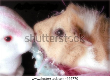 Guinea Pig and Rabbit kissing