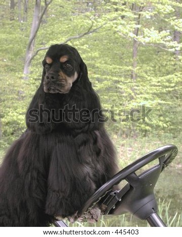 American Cocker Spaniel driving a golf cart