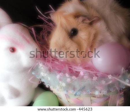 Guinea pig and rabbit sharing Easter egg hunt