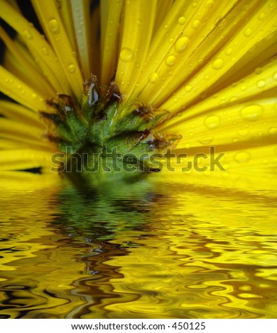 yellow daisy floating in water