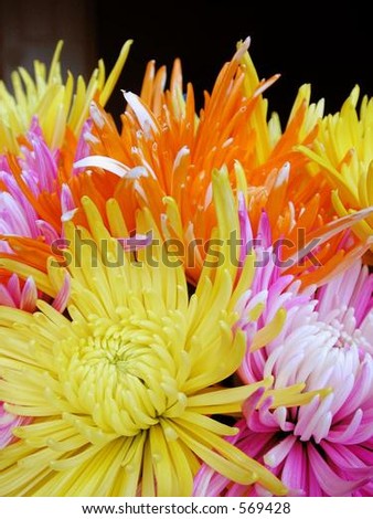 Colorful Real Flowers
