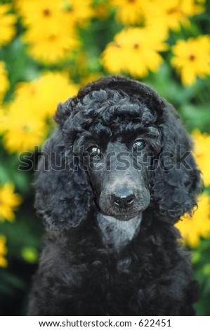 portrait of black standard poodle puppy sitting in front of yellow flowers with shallow depth of field