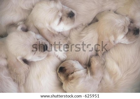 letter of American cocker spaniel puppies