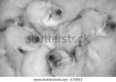 pictures of puppies sleeping. spaniel puppies sleeping
