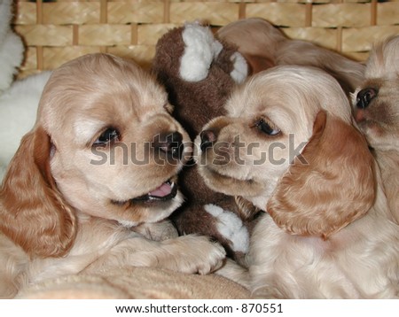 Cocker Spaniel Puppies on Interaction Between Two American Cocker Spaniel Puppies Stock Photo