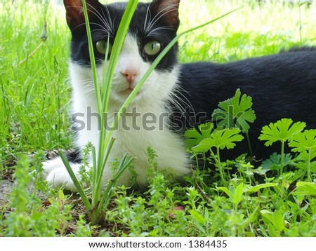 short haired cat hiding in the grass