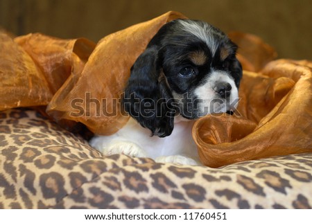 six week old American cocker spaniel puppy playing peek-a-boo under a blanket - champion bloodlines