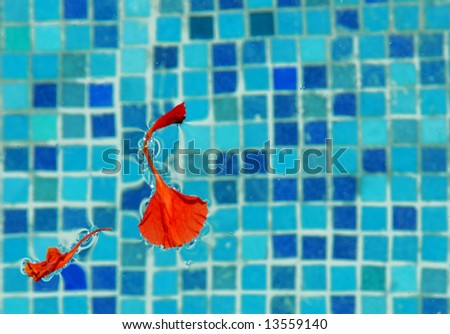 red flower petal floating in water with blue tile background