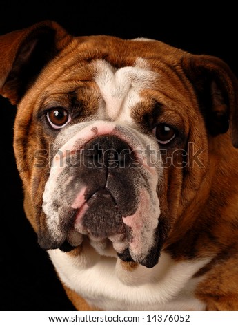 red brindle english bulldog female - 9 months old - champion bloodlines