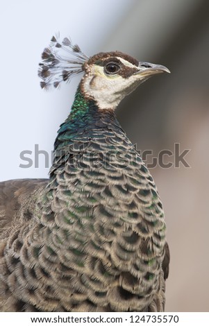 female peacock seen in profile